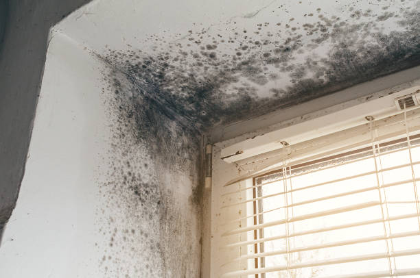 Affordable Hvac And Air Duct Mold Remediation solutions in Eden Prairie, MN